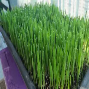보리모종 1,000원 청보리 새싹보리 묘종 식용보리 모종 텃밭용 아이들 학습용 조경용 겨울 정원용