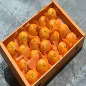 당일수확 제주 고당도 제철 레드향 가정용 선물세트 2.5kg