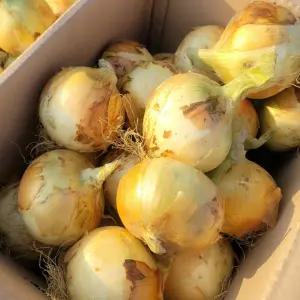 국산 달달한 햇양파 하우스 양파 5kg