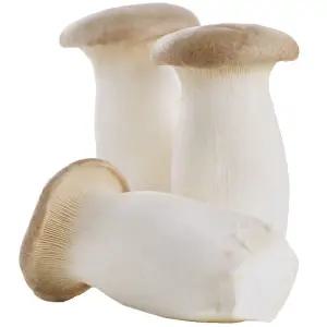 전라도 탱글쫀득 맛있고 신선한 새송이버섯(특) 2kg(10봉지) 뿌리채 포장발송