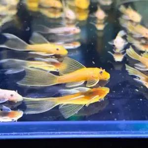 144 안시롱핀 2마리 3cm 전후 청소물고기