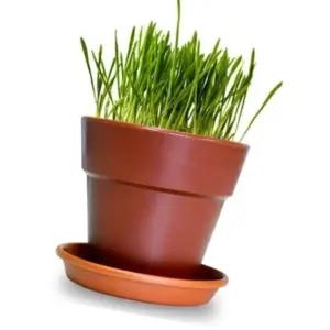 귀리 재배 화분 영양 관리 미네랄 습도 조절 화초 키우기 팩 (WFK6ARA)