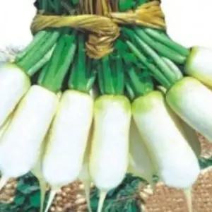 무씨앗 채소종자 알타리무품종 채소재배용씨앗 알타리무채소씨 (WFJ7CT7)