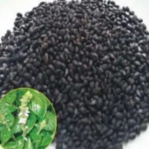 바질씨앗 샐러드용 꽃씨 무바질씨앗 600g종자 샐러드용꽃씨 무 (WFJ7CV7)