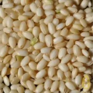 국산 찰현미 2kg 찹쌀현미 현미찹쌀