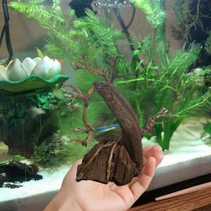 AWXZOM 분재 수족관 드리프트우드 나무 높이 6인치 천연 수공예 어항 장식, 어항 하드스케이프 아쿠아스케이프