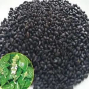 꽃씨 바질씨앗 무바질씨앗 샐러드용 600g종자 무 샐러드용꽃씨 (WFKBYUK)