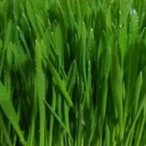 보리새싹재배 채소야채씨앗 300g 새싹채소씨앗 새싹키우기세트 (WFKBYUW)