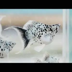 [에이투비]보석눈 몰리 플래티넘 화이트 마블 라이어테일 / 2 ~ 3 cm 내외 / 트리오(암2+수1)