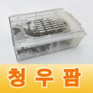 청우팜 벌침 봉침 벌침벌 봉침벌 건강한 벌 70-80마리+먹이