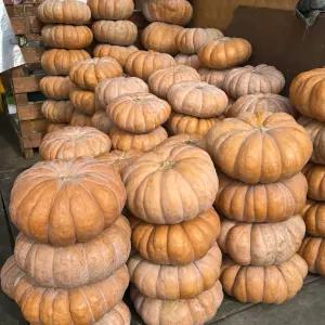 [신선보장] 농진사 국내산 늙은호박 특품 맷돌호박