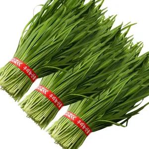 국내산 싱싱한 햇 부추 정구지 묶음 3단 1.8kg