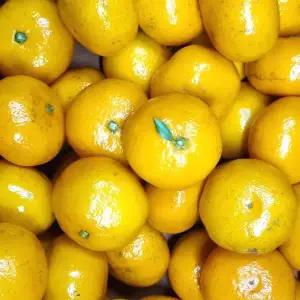 제주 귤 노지 조생 감귤 실속 가정용 10kg 중과(M/L)