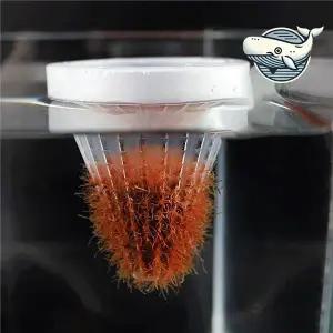 [골드스마일]구피 먹이 제공 컵 실지렁이 장구벌레 수조