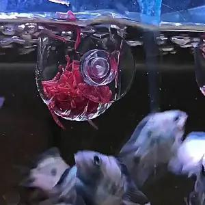 [콩심팥심]생먹이 급여 피딩컵 어항 용품 물고기 도구 수조 필수 아이템