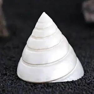 [콩심팥심]자연 소라 장식 어항 수조 수족관 장식품 수생식물