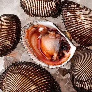 [자연맛남][산지직송] 남해안 피조개 피꼬막 5kg 75-100미