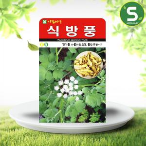 식방풍씨앗 500립 방풍씨앗 갯기름나물 약초