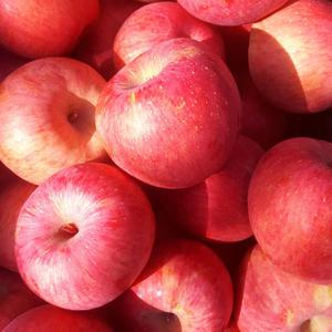 싱싱하고 아삭한 고당도 밀양얼음골사과 10kg 소과