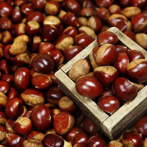 25년 햇밤 삼조생밤 알밤 대 2kg 군밤 칼집밤 옥광밤 옵션선택