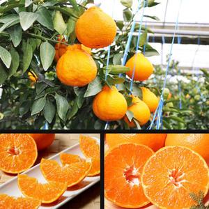 (당도보장) 청정 제주 노지 한라봉  10kg 소과/ 중과/ 대과/선택