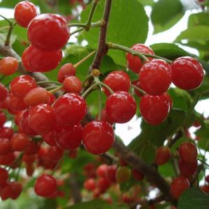 물앵두나무 물앵두묘목 2년생