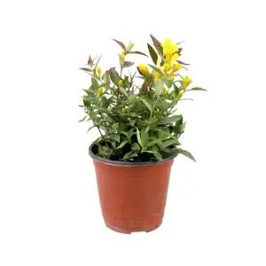 개나리자스민 인테리어 꽃 봄꽃