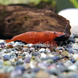 [신세계수족관] 관상용새우/슈퍼체리(사쿠라) 새우 5마리