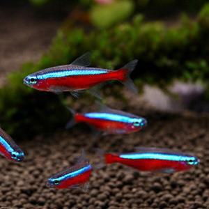 [신세계수족관] 카디날 테트라 2.5cm급 10마리