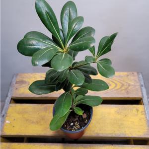 만리향(잎이 크게 출시된 아이에요)