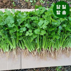 양주농부 클로렐라 고수 나물 향채소 고수풀 500g