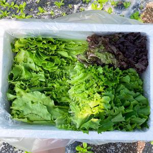 상추 모듬쌈채소 5-8종 로메인 버터헤드 생채 꽃상추 쌈야채