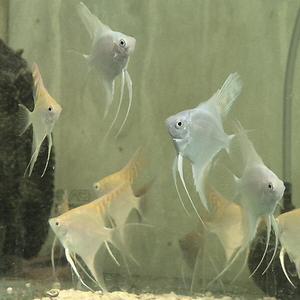 [신세계수족관] 골든 레이백 / 플레티넘 화이트 엔젤 1마리