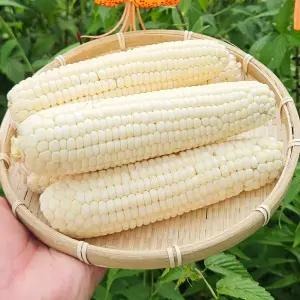 강원도 냉동 미백 찰 옥수수 진공포장 20개입