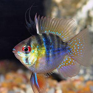 [서진열대어] 시클리드과- S-03 저먼팝볼라미네지 1마리