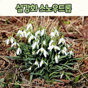 설강화(10cm 화분) 스노우드롭 / 추식구근 /봄꽃