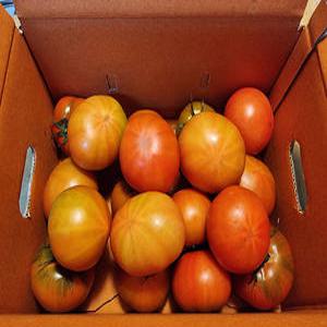 부산대저짭짤이토마토2.5KG 맛있는 못난이 단짠토마토 완숙 랜덤과 2.5kg