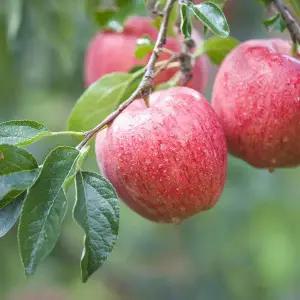 [황금열매]국내산 특품 사과 선물용 정품 10kg 대과 (25-34과)