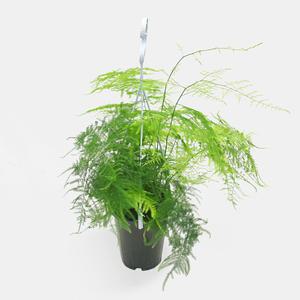 마이플랜트 아스파라거스 나누스 중형 실내화초 공기정화 인테리어 식물