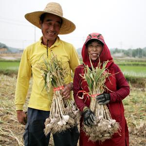 [한톨] 토종 의성마늘 중하혼합 3kg / 바로배송