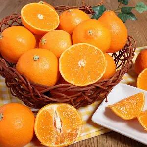 [실중량] 제주 황금향 9kg 로얄과