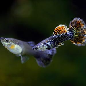 나나아쿠아 열대어 막구피 드래곤구피 5마리