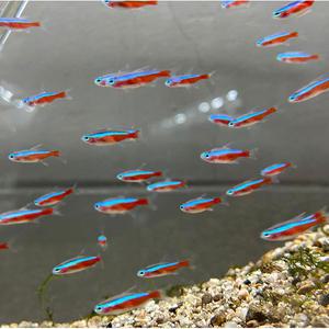 테트라 입고기념 한정 이벤트 NEW!! 카디널 테트라(특대 사이즈)