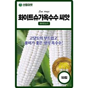 산들마켓 화이트슈가 초당 옥수수씨앗 50립 당도가 매우 높고 풍미가 좋은 생식용 초당 옥수수씨 종자