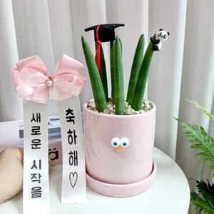[리본화환] 스투키 띠용 핑크화분 학사모 작은팬더 - 졸업선물 개업 승진화분 집들이