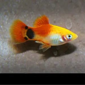 [M] 미키마우스 플래티 10마리