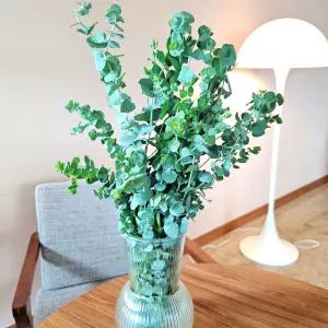 생화 유칼립투스 구니 블랙잭 파블로 플랜테리어 공기정화 반려 식물