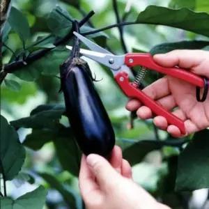 스테인레스 스틸 채칼 과일가위 46MM (WFK5CY3)