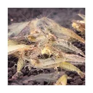 생이 새우 (5마리)