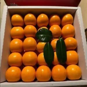 프리미엄 특품 제주 진지향 하우스감귤 5kg(18-35알)